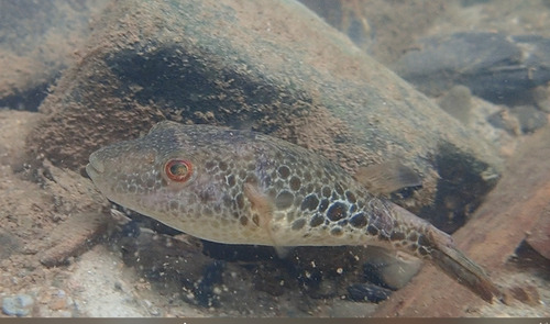 Cochinchina puffer (Pao cochinchinensis) — Tetraodontidae