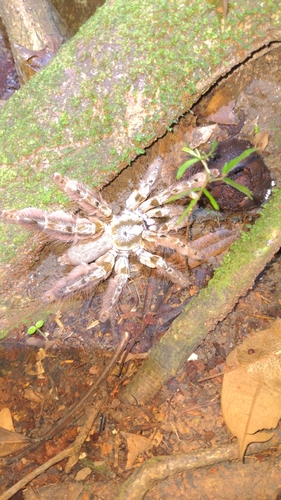 Cameron Brown Baboon Spider