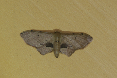 Idaea caudata
