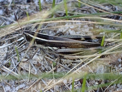 Macrotona securiformis