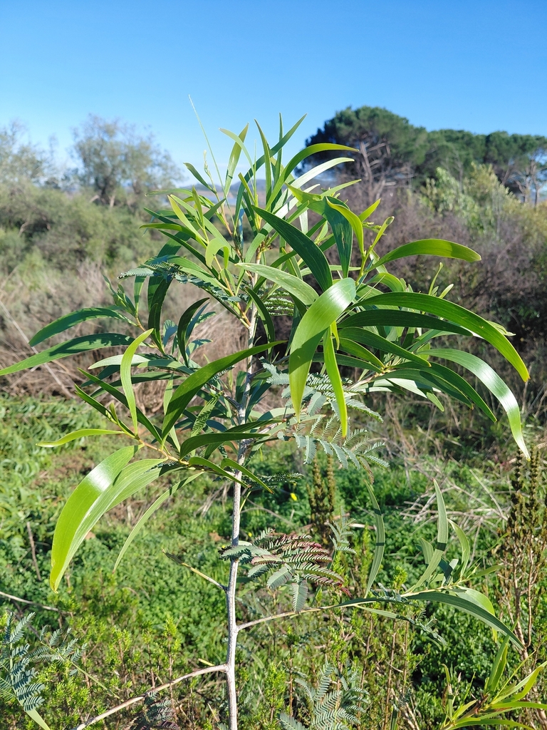 Acacia implexa - Inner West indigenous plant