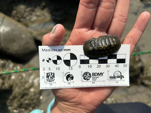 Chiton articulatus (Chiton articulatus)
