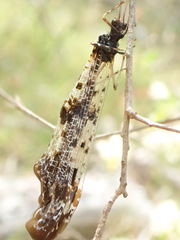 Periclystus circuiter