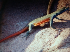 Platysaurus minor