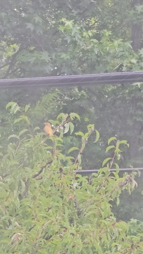 Summer Tanager