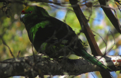 Cyanoramphus auriceps