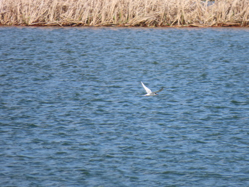 Forster's Tern