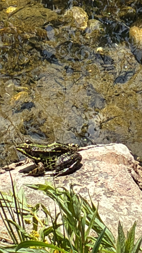 Wasserfrösche