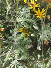 Euryops pectinatus