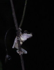Osteocephalus planiceps