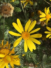 Euryops pectinatus