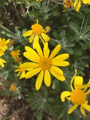 Euryops pectinatus