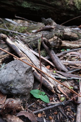 Chiloglottis reflexa