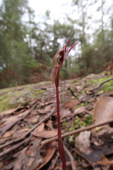 Chiloglottis reflexa