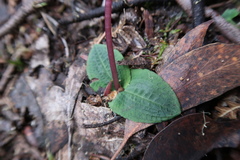 Chiloglottis reflexa