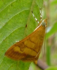 Pyrausta insignitalis