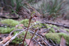 Chiloglottis reflexa