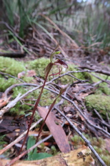 Chiloglottis reflexa