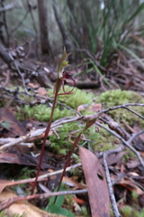 Chiloglottis reflexa