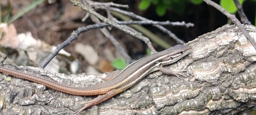 Large Psammodromus