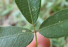 Glycine cyrtoloba