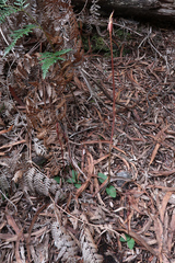 Chiloglottis reflexa