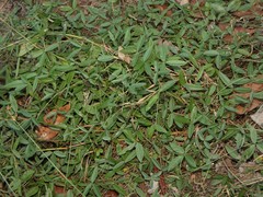 Glycine cyrtoloba