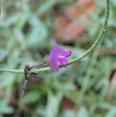 Glycine cyrtoloba