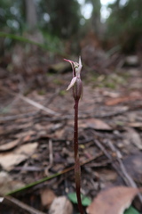Chiloglottis reflexa