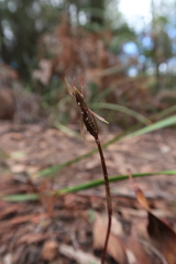 Chiloglottis reflexa