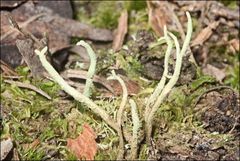 Cladonia corniculata