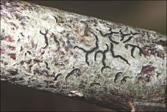 Halegrapha mucronata