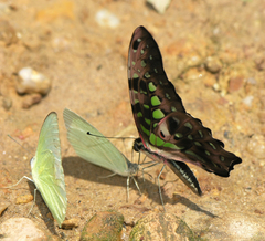 Graphium agamemnon agamemnon