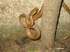 Dryophylax gambotensis