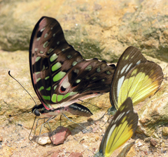 Graphium agamemnon agamemnon