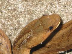 Dryophylax gambotensis