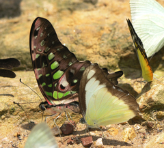 Graphium agamemnon agamemnon