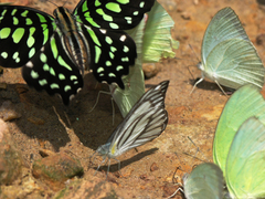 Graphium agamemnon agamemnon