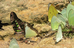 Graphium agamemnon agamemnon