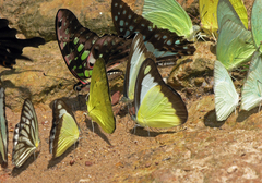 Graphium agamemnon agamemnon