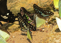 Graphium agamemnon agamemnon