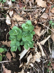 Hylotelephium telephium