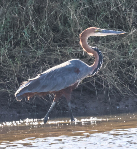 iNaturalist image