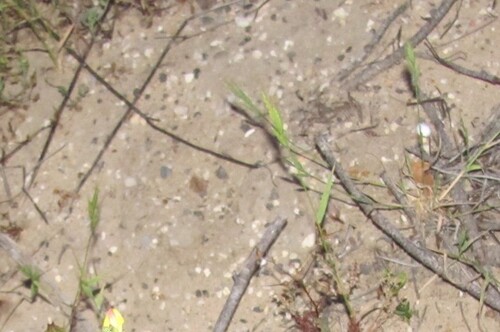 Brachypodium distachyon, photograph 2