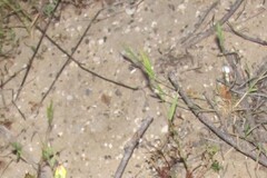 Brachypodium distachyon, photograph (c) zebedeugalinha, some rights reserved (CC BY)