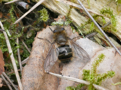 Tachina ursina