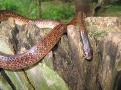 Phimophis guianensis