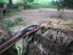 Phimophis guianensis