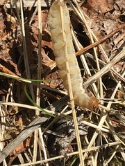 Parastichtis suspecta