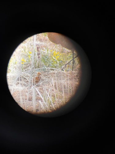 Sandhill Crane photographed in Minnesota
